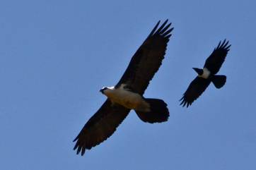 Bearded Vulture being harrassed by a Pied Crow